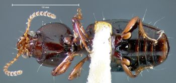 Media type: image; Entomology 23855   Aspect: habitus ventral view